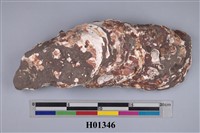 藏品(巨大牡蠣化石)的圖片